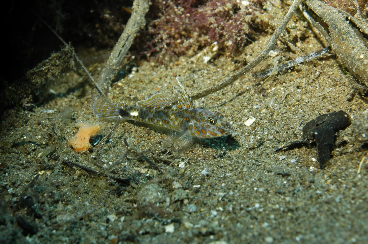 Fusigobius inframaculatus